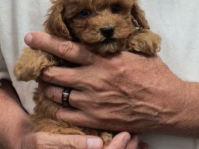 Adorable Toy Poodle Puppies