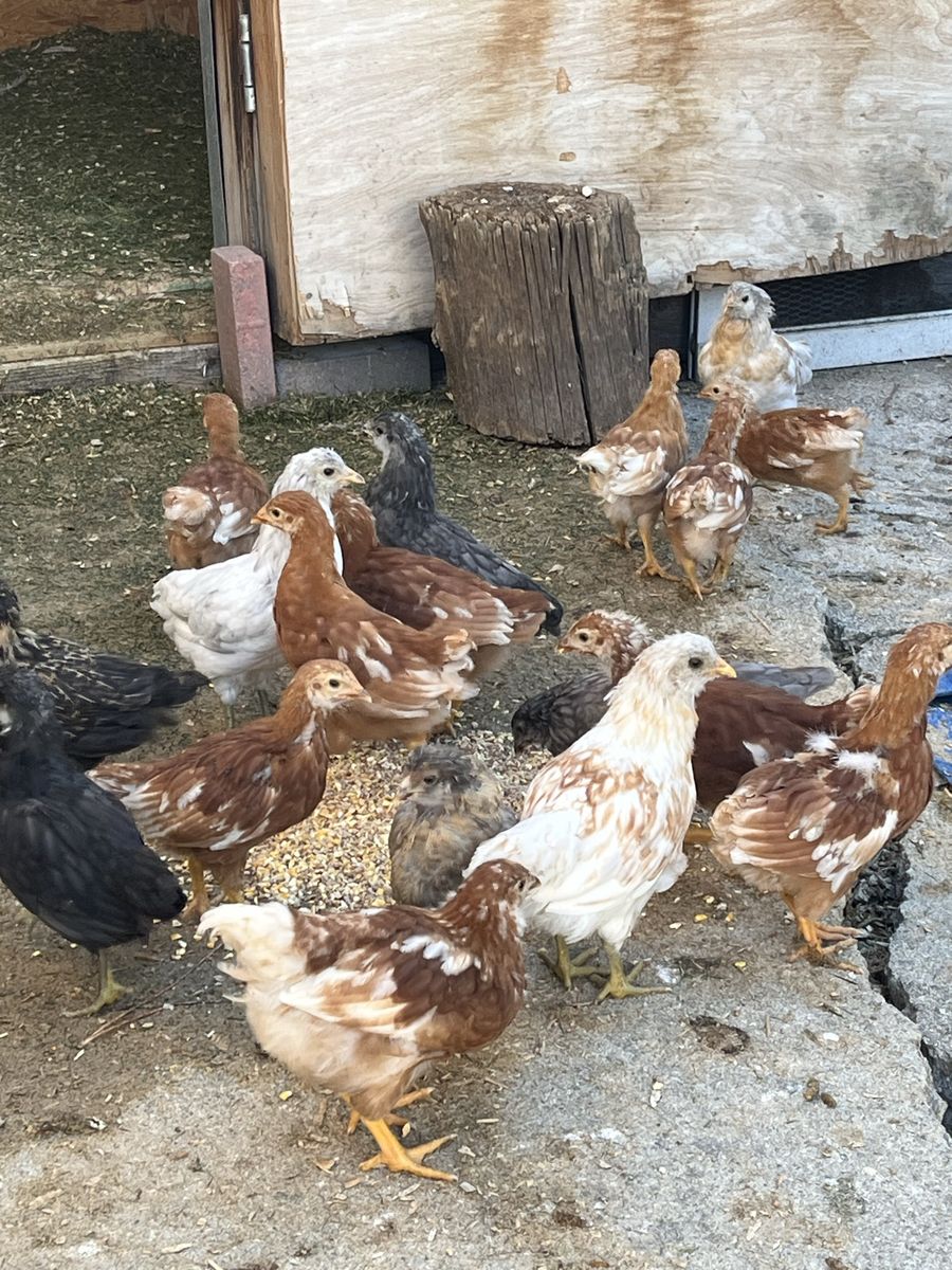 Coop ready Pullets