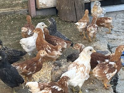 Coop ready Pullets