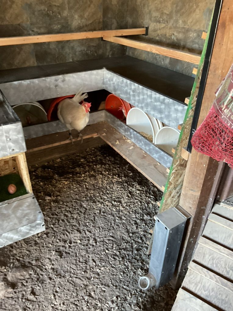 Leghorn Hen