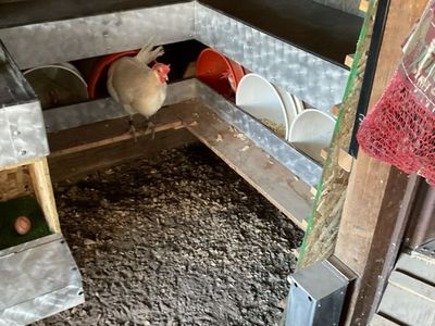 Leghorn Hen