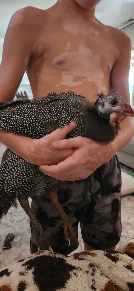 Guinea fowl