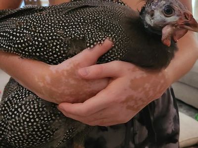 Guinea fowl