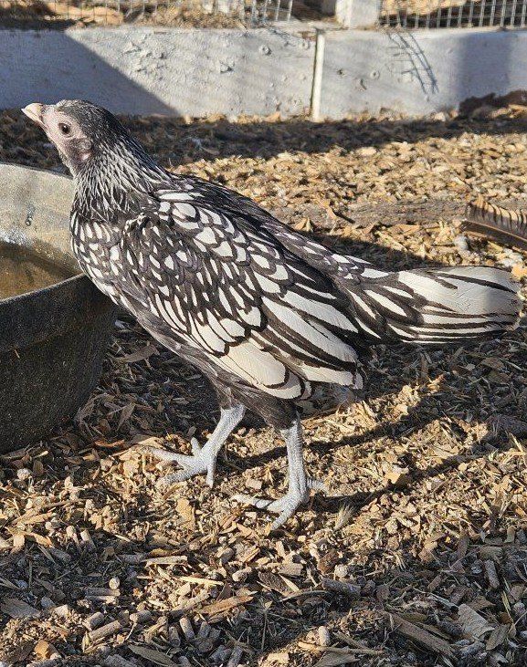 Sebright bantam pullets