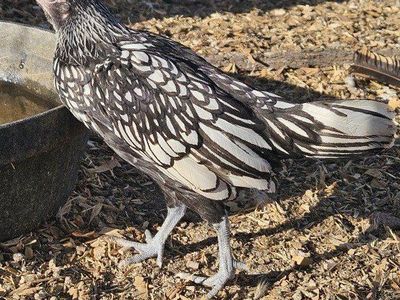 Sebright bantam pullets