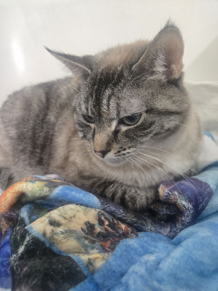 Bonded Siblings needing a home