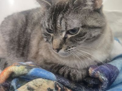 Bonded Siblings needing a home