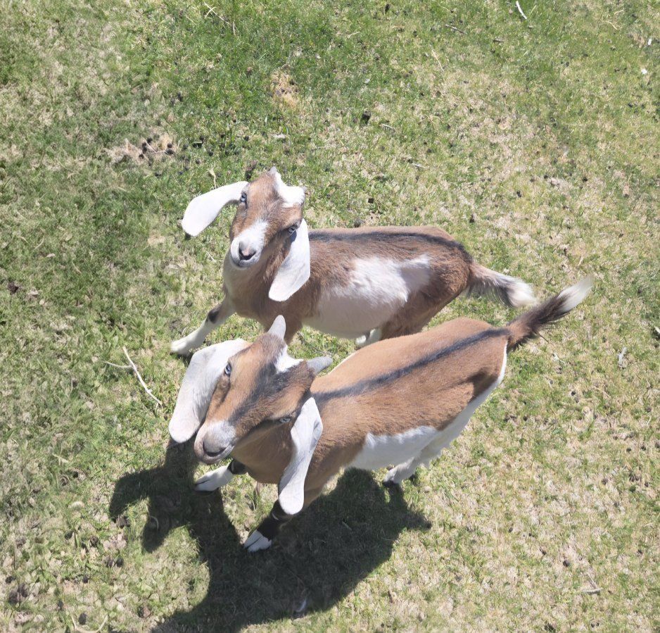 Nubian and Nubian/ Lamancha cross baby goats.