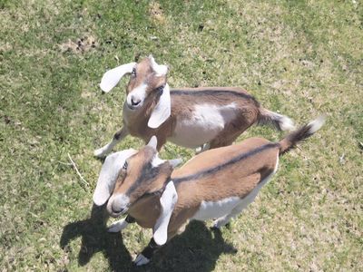 Nubian and Nubian/ Lamancha cross baby goats.