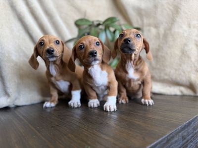 11 Week Old Dachshund Puppies