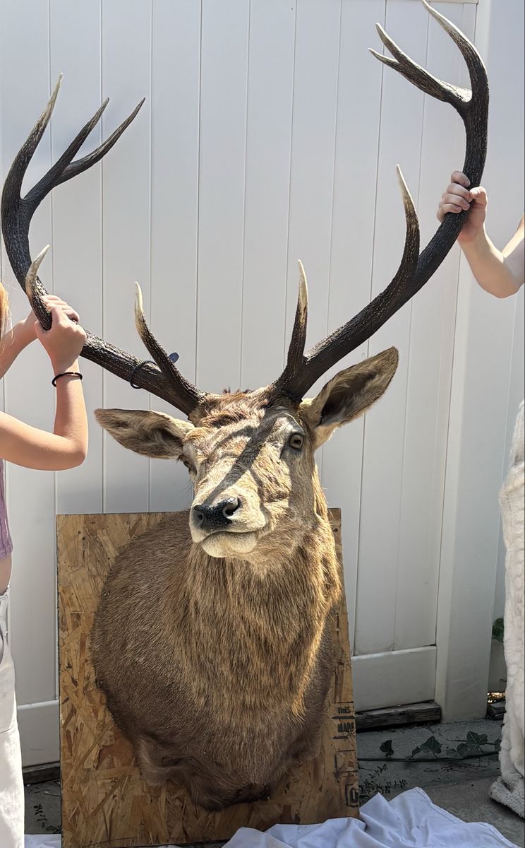 Large Red Stag / Deer Taxidermy Shoulder Mount with Antlers on Wooden Backing