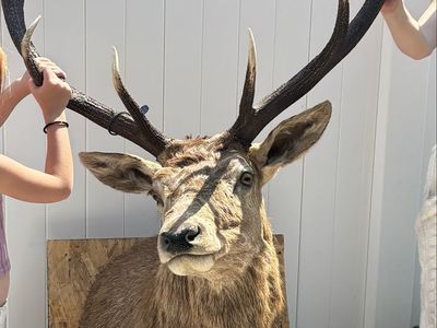 Large Red Stag / Deer Taxidermy Shoulder Mount with Antlers on Wooden Backing