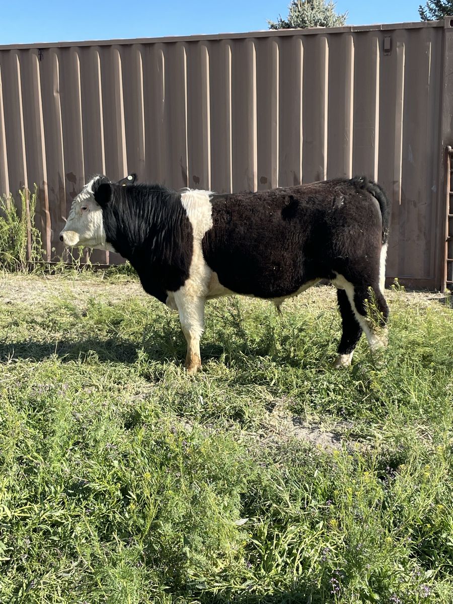 Yearling Bull