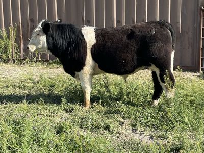 Yearling Bull