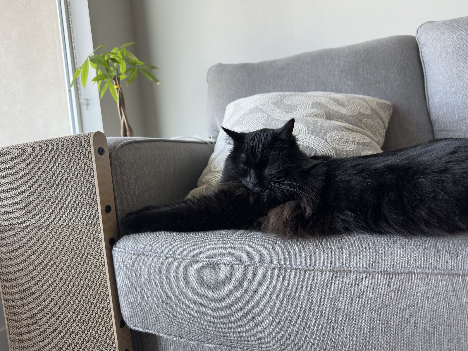 Longhair Domestic Cat