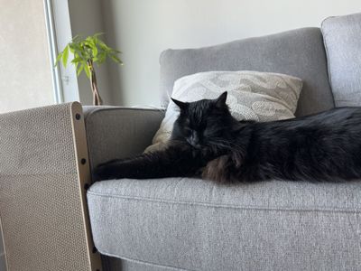 Longhair Domestic Cat