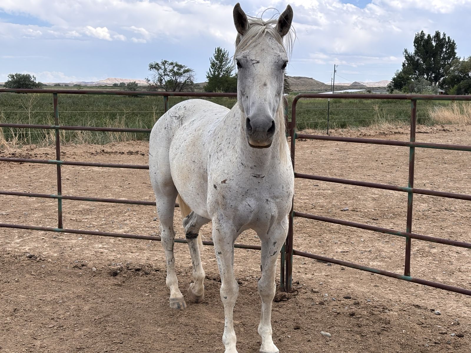 Registered broodmare 2 in 1