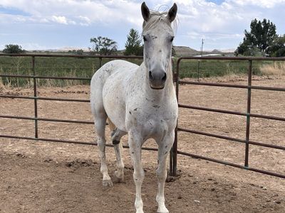 Registered broodmare 2 in 1