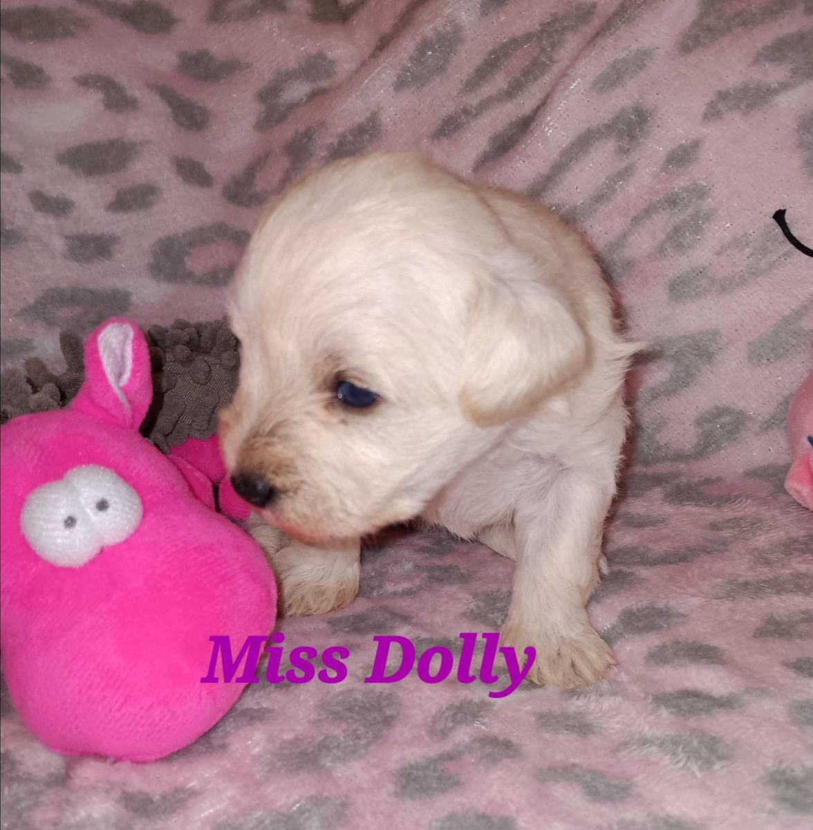 AKC MINIATURE SCHNAUZER  Miss Dolly