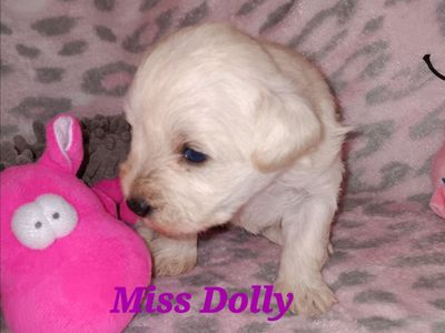 AKC MINIATURE SCHNAUZER Miss Dolly