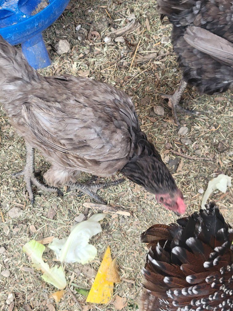 Hen Chicken - free