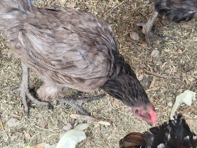 Hen Chicken - free