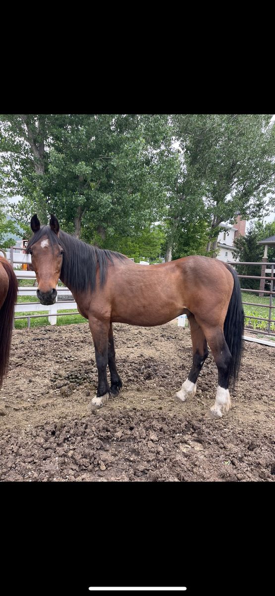Sweet Gelding Horse