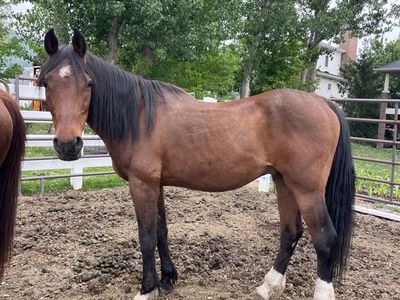 Sweet Gelding Horse