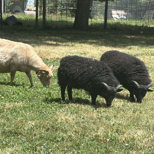 Icelandic Lambs