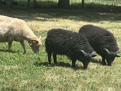 Icelandic Lambs