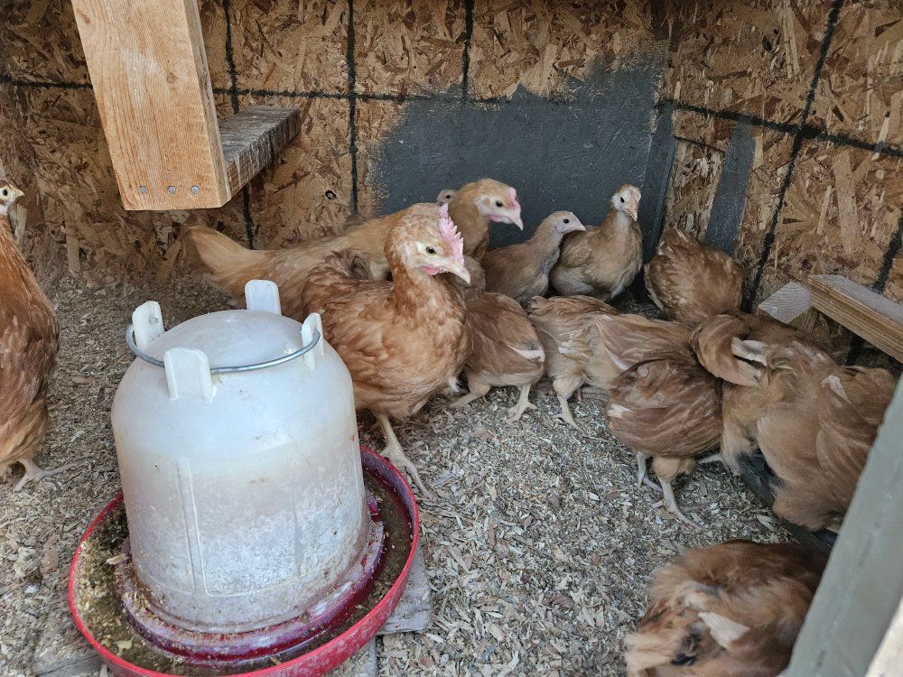 Hens and Roosters
