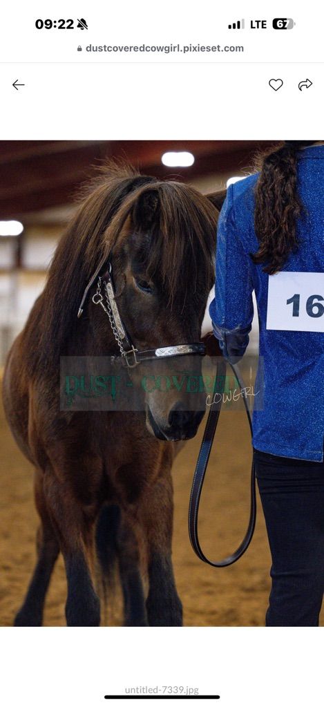 Icelandic Gelding- Meet Caspian!