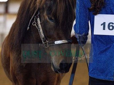 Icelandic Gelding- Meet Caspian!