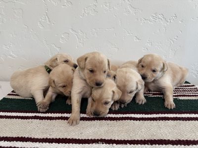 Akc Yellow Lab Pups