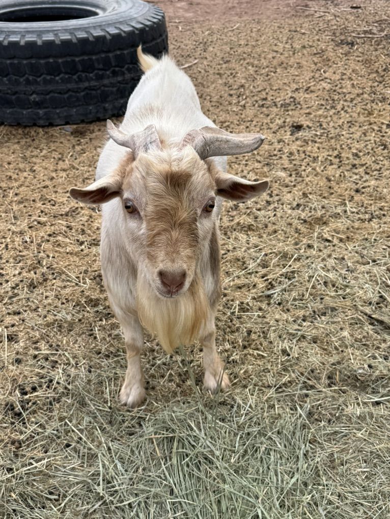 Nigerian Dwarf Buck