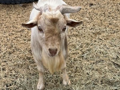 Nigerian Dwarf Buck