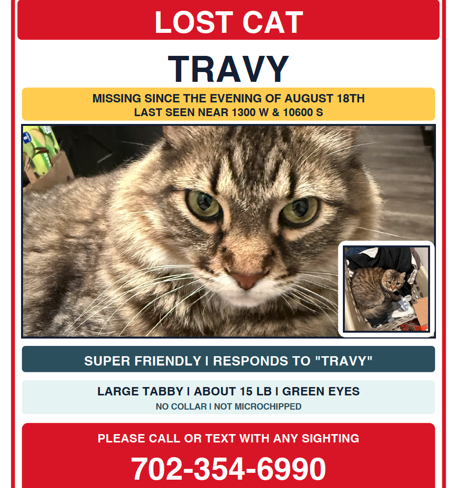Lost Cat