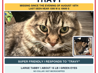 Lost Cat