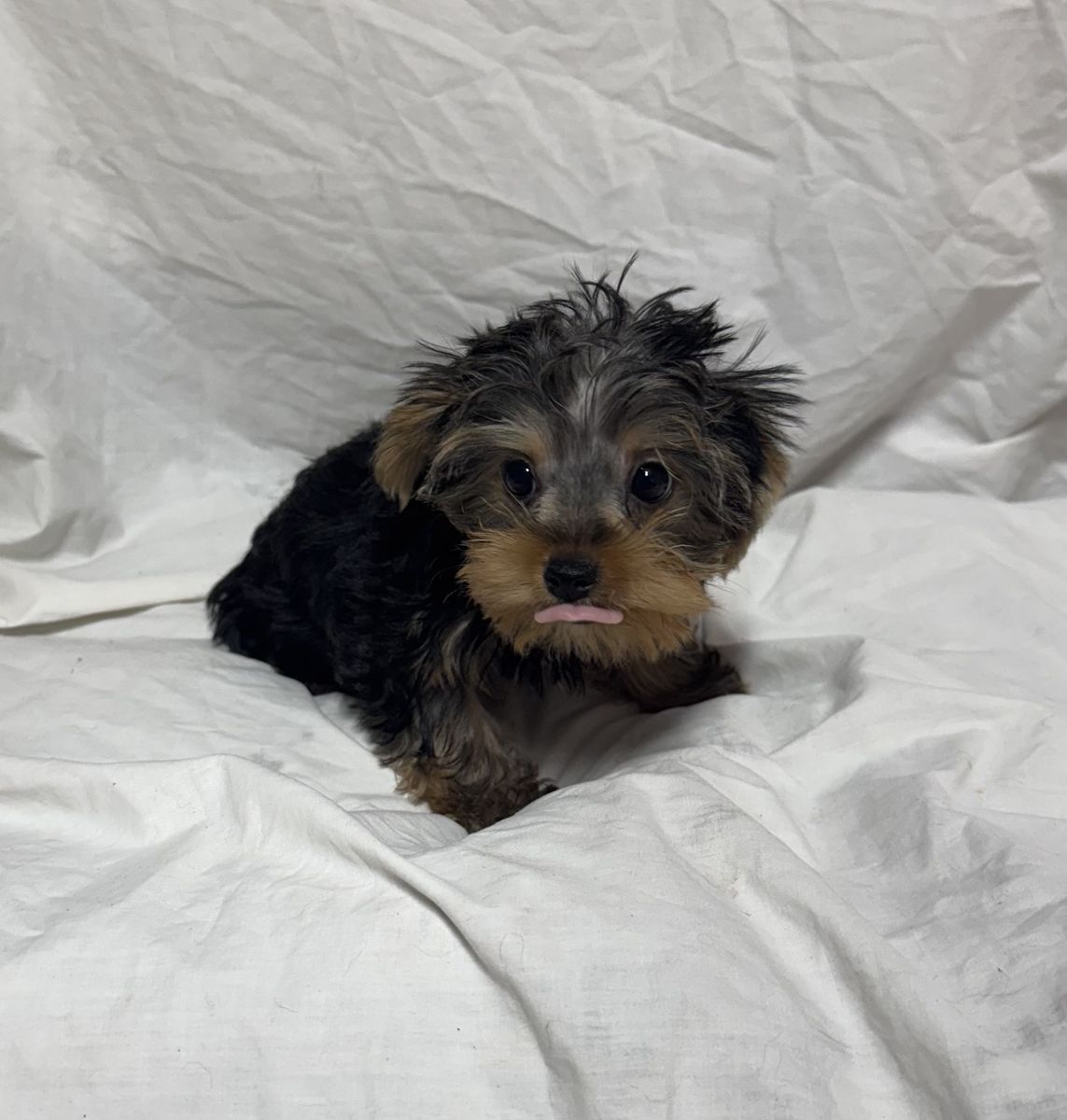 Yorkshire terriers puppies 10 weeks old