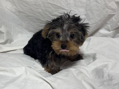 Yorkshire terriers puppies 10 weeks old