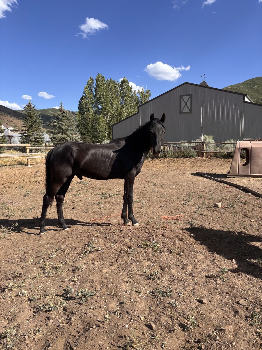 MFT Yearling Geldings