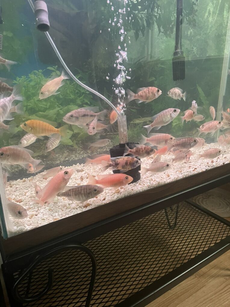 Female peacock Cichlids