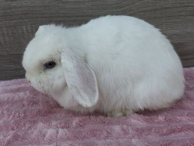 Super Social Holland Lop Doe