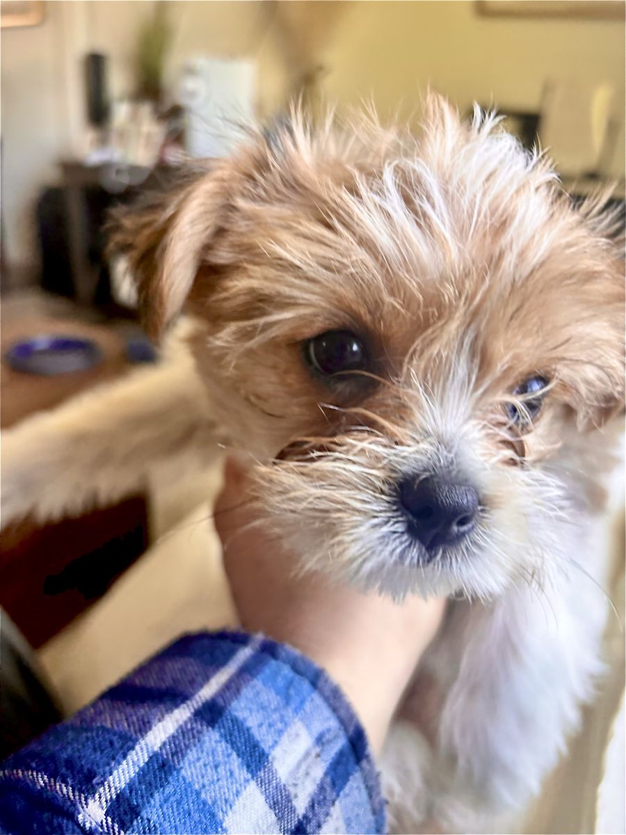 Yorkiepoo Puppy