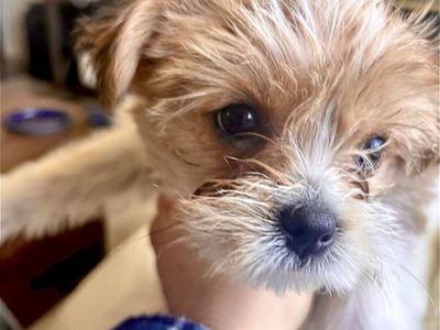 Yorkiepoo Puppy