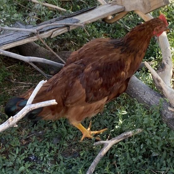Young Rhode Island Red roosters 