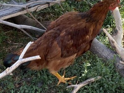 Young Rhode Island Red roosters