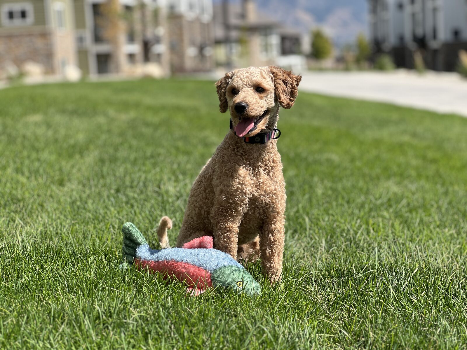 Mini Goldendoodle Stud - Unproven