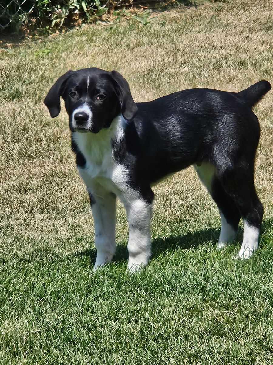 Australian Shepard/Britney Spaniel puppy