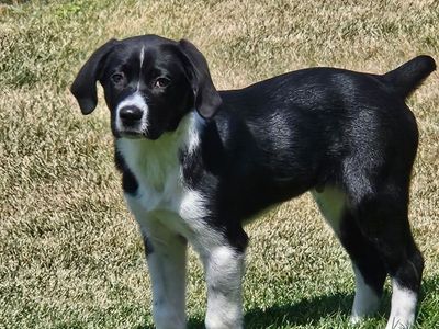 Australian Shepard/Britney Spaniel puppy